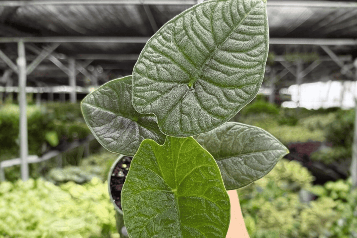 Alocasia Melo Live Plants - 2 Plants in 4-Inch Pots (Exact Listing) | Indoor Tropical Foliage