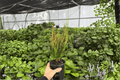 Croton Picasso’s Paintbrush – 2 Live Plants in 4-Inch Pots (Codiaeum variegatum ‘Picasso’s Paintbrush’)