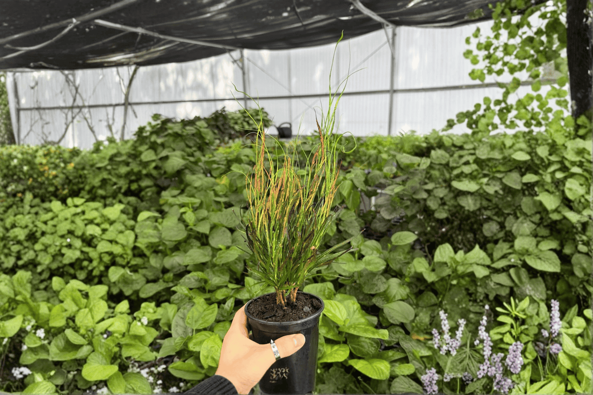 Croton Picasso’s Paintbrush – 2 Live Plants in 4-Inch Pots (Codiaeum variegatum ‘Picasso’s Paintbrush’)
