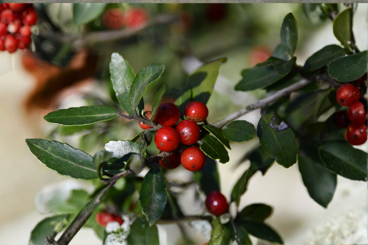 Weeping Yaupon Holly Live Plant (Ilex vomitoria 'Pendula') 4–6 in Soil-Wrapped Roots