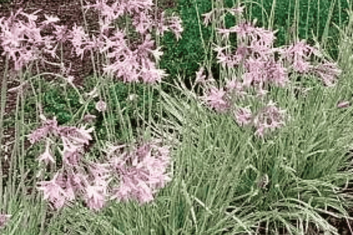 Variegated Society Garlic Live Plant – Silver Lace Tulbaghia violacea, 4-Inch Pot