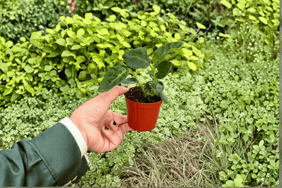Dieffenbachia Reflector Starter Plants (2) - Bare Root