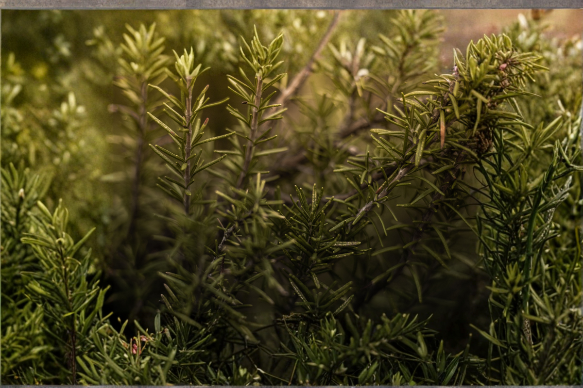 Rosemary Live Plant in 4-Inch Pot | Rosmarinus officinalis (Salvia rosmarinus) Starter Plant
