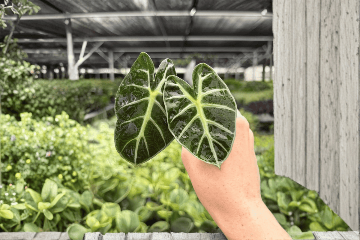Alocasia Balloon Heart Starter Plants (2) in Soil Pods