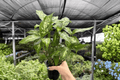 Dieffenbachia Compacta - 2 Live Plants in 4-Inch Pots | Potted