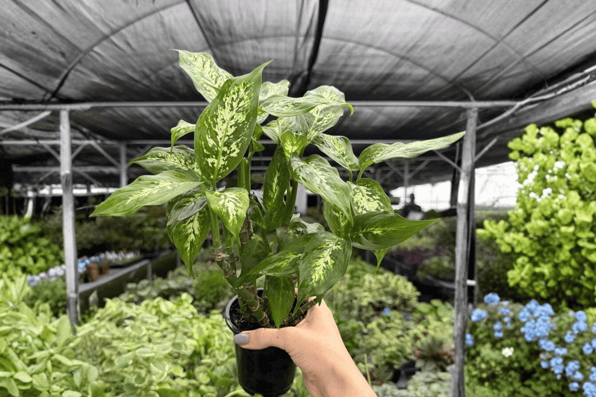 Dieffenbachia Compacta - 2 Live Plants in 4-Inch Pots | Potted