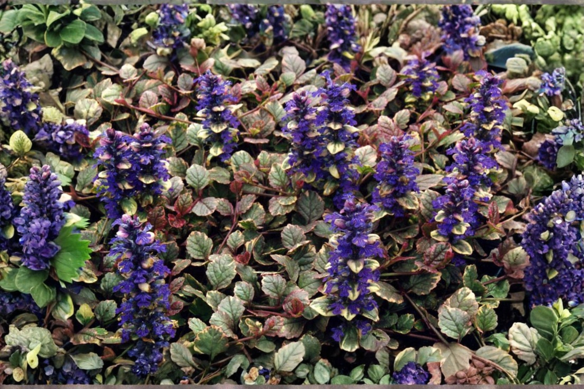 Ajuga reptans 'Burgundy Glow' Starter Plant | Bugleweed in 2.5 x 3.5 in Pot