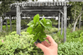 Arabica Coffee Plant 2 Exact Starter Plants (Coffea arabica) Bare Root