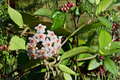 Hoya Rotundiflora Live Plant in 4-Inch Pot | Wax Plant