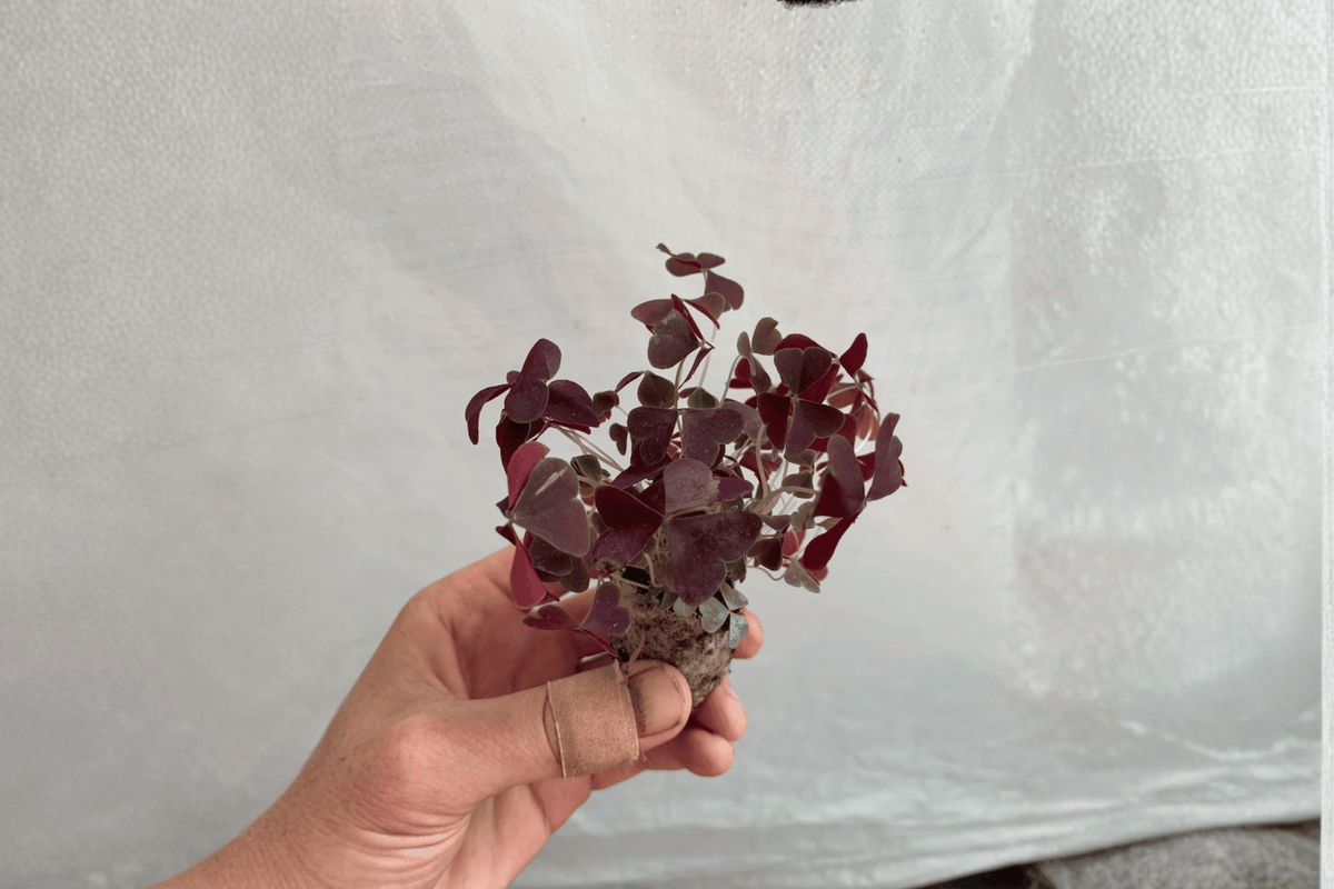 Oxalis triangularis 'Ebony Allure' Starter Plants (2) | Purple Shamrock Bare Root