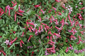 Starfire Pink Cigar Plant (Cuphea) - Live 4-Inch Pot | Starfire Pink
