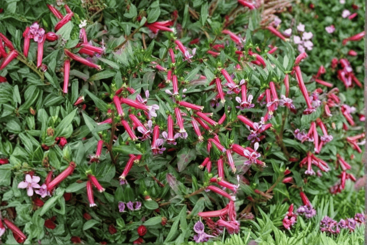 Starfire Pink Cigar Plant (Cuphea) - Live 4-Inch Pot | Starfire Pink
