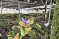 Harmony’s Purple Passion African Violet - 2 Live Plants in 4-Inch Pots