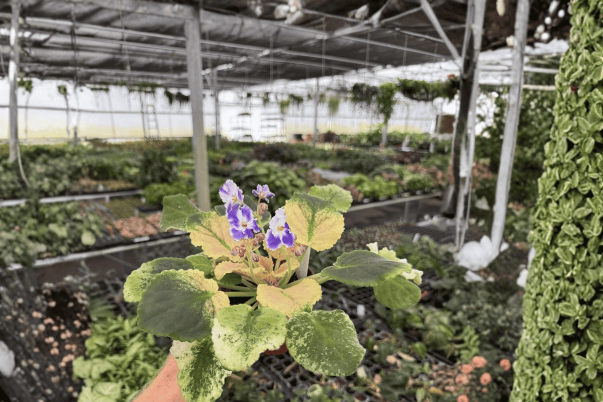 Harmony’s Purple Passion African Violet - 2 Live Plants in 4-Inch Pots