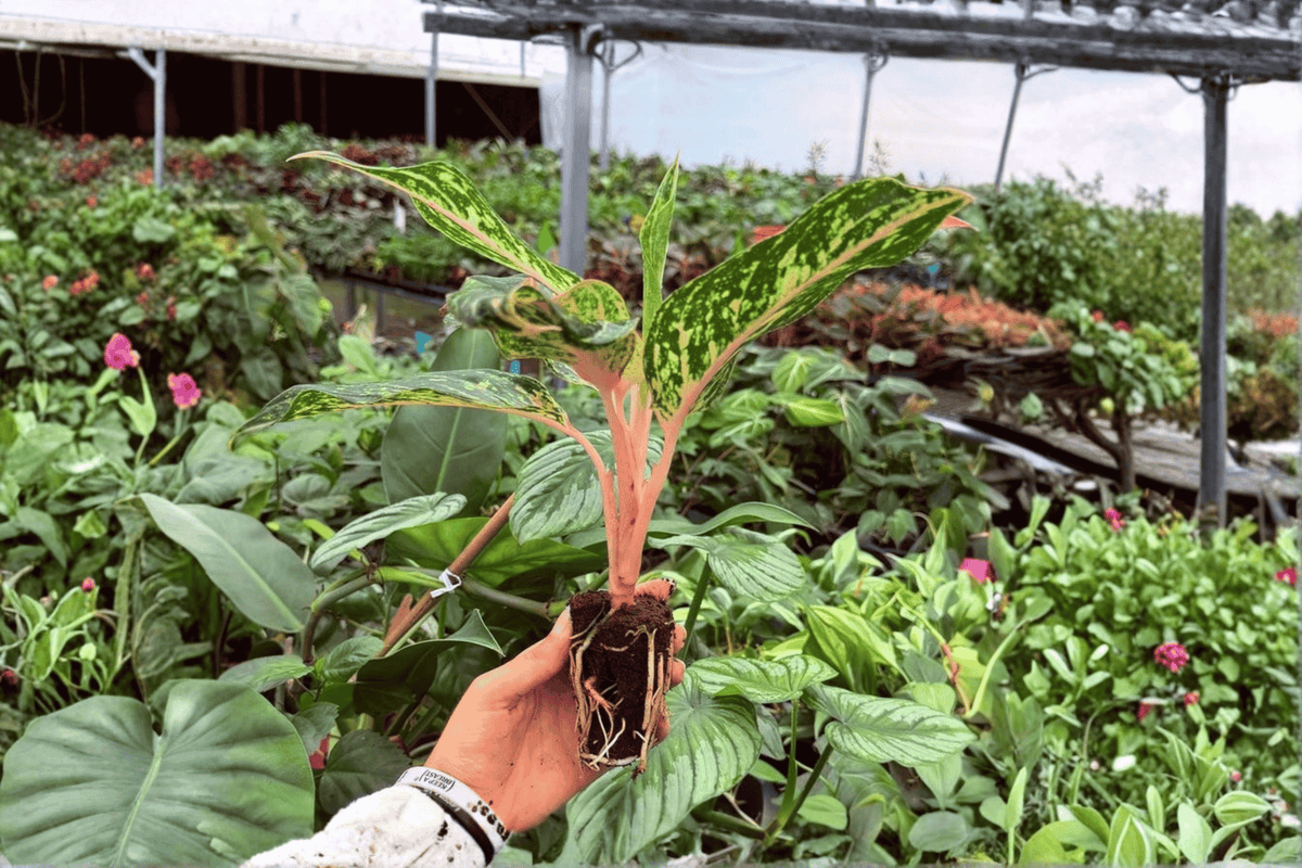 Aglaonema Sparkling Sarah Starter Plants (2 XL) – 2-Inch Starter, No Pot Included