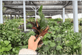 Mammy Croton Codiaeum variegatum ‘Mammy’ Starter Plants — 2 Exact Live Plants