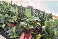 Philodendron Xanadu Starter Plants - Thaumatophyllum xanadu | 2-Pack in 2" Pots