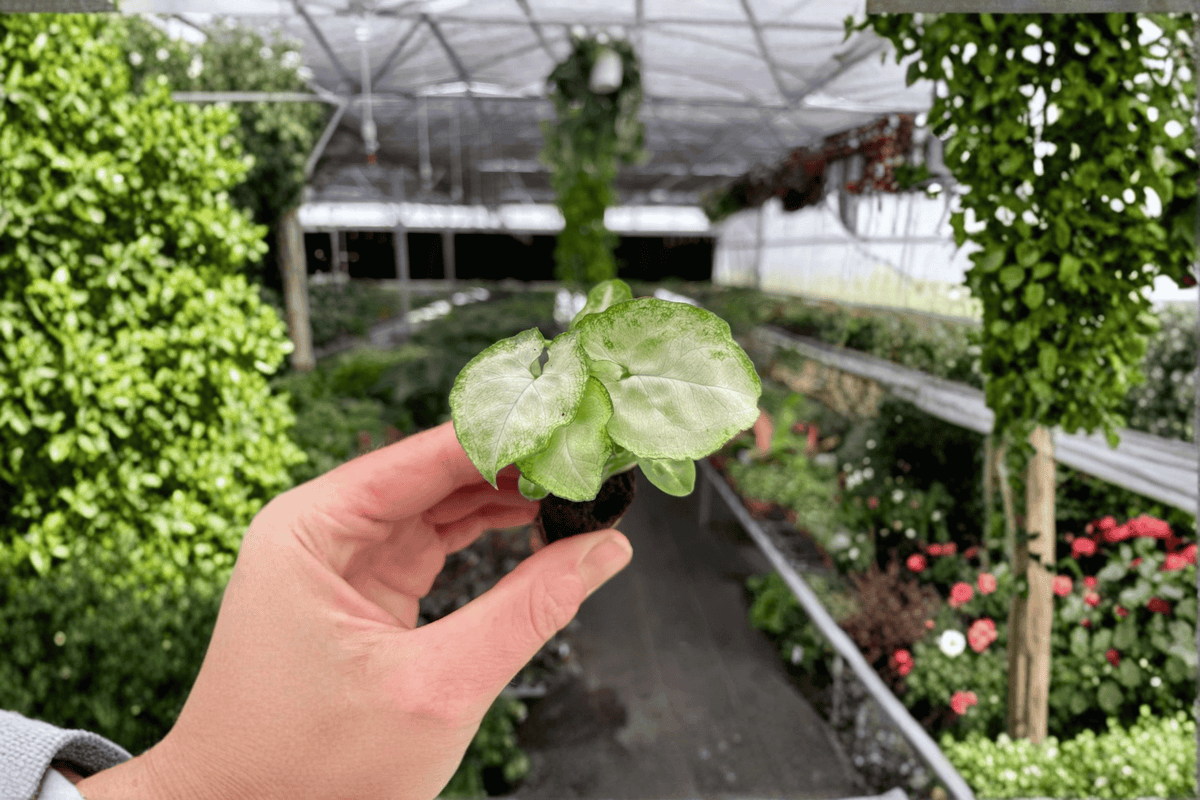 Syngonium Moonshine Starter Plants (2-Pack) Bare Root