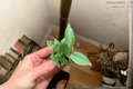 Variegated Ficus Benjamina Starter Plant (2-Pack) Bare Root – Variegata, 2-Inch Pot Origin