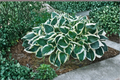 Minuteman Hosta Live Plant - 3-Inch Pot Variegated Shade Perennial
