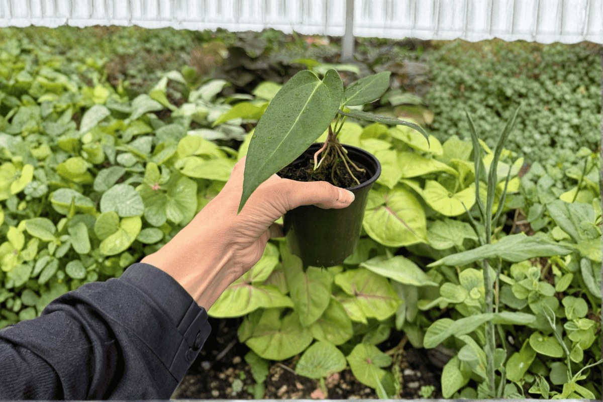 Anthurium Subsignatum × D.P. Live Plants (2) in 4-Inch Pots