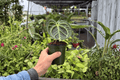 Anthurium Dressleri × Hoffmannii Live Plants - 2 × 4-Inch Pots