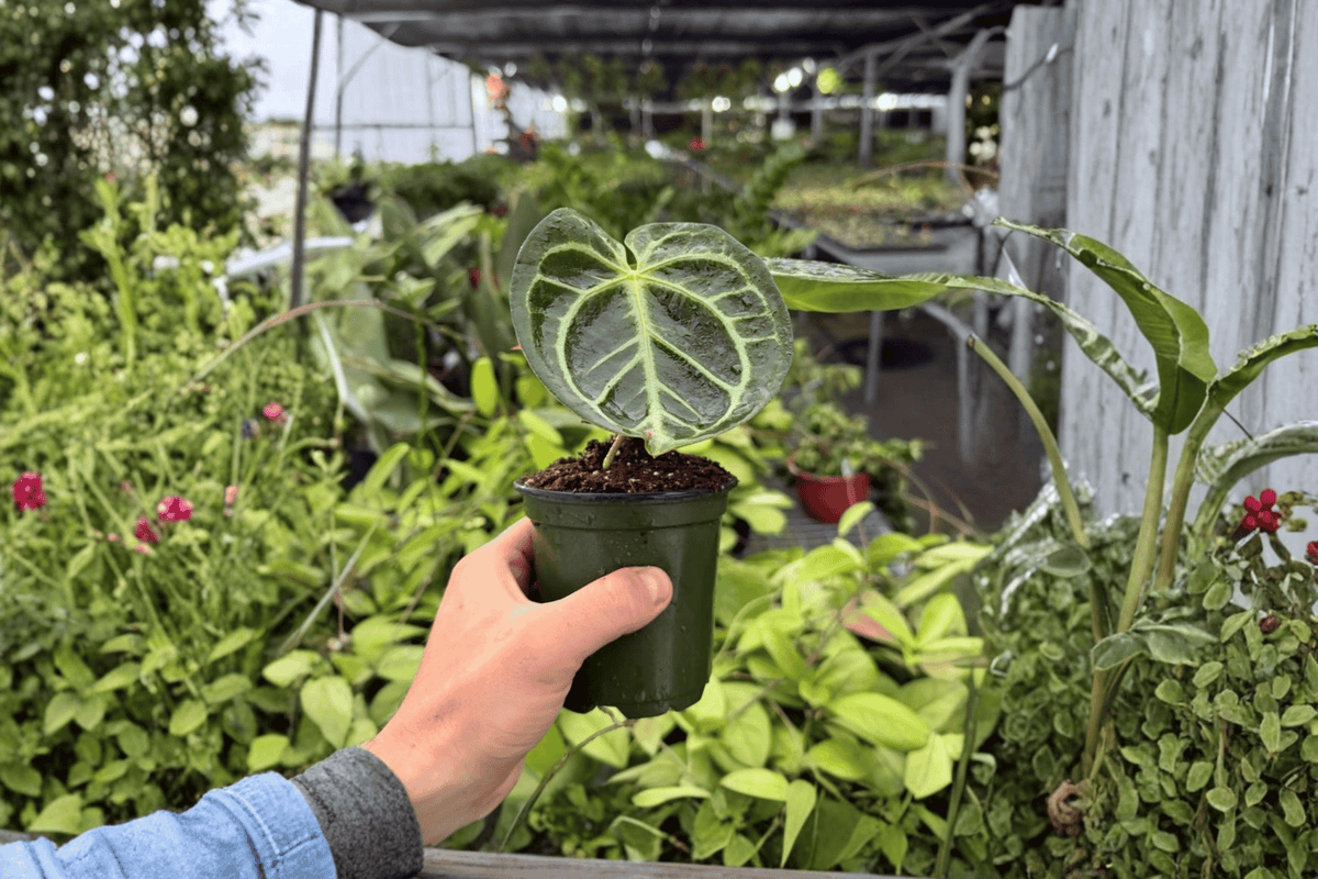 Anthurium Dressleri × Hoffmannii Live Plants - 2 × 4-Inch Pots