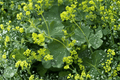 Thriller Lady’s Mantle Alchemilla mollis ‘Thriller’ — 4-Inch Live Plant