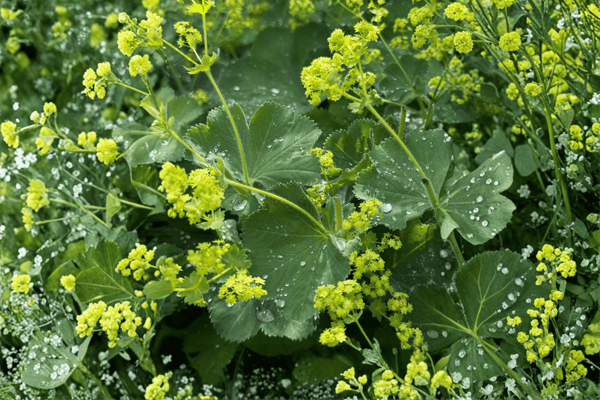 Thriller Lady’s Mantle Alchemilla mollis ‘Thriller’ — 4-Inch Live Plant