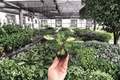 Iresine 'Chicken Gizzard' Starter Plants Bare Root - 2 Live Iresine herbstii