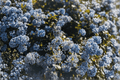 Point Reyes Wild Lilac (Anchor Bay) Ceanothus gloriosus 4-Inch Live Plant