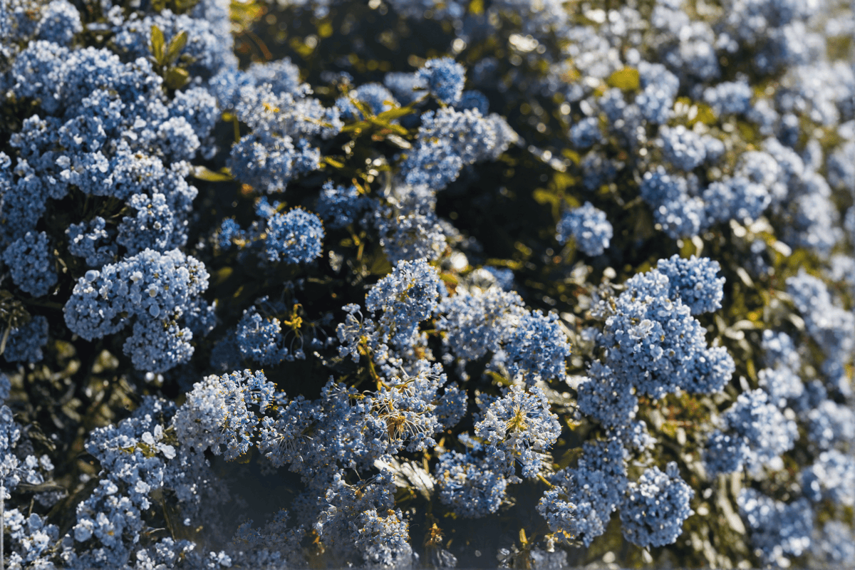 Point Reyes Wild Lilac (Anchor Bay) Ceanothus gloriosus 4-Inch Live Plant