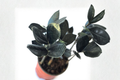 Black ZZ Plant Raven ZZ - Rooted Starter Plant, Low Light Indoor Houseplant