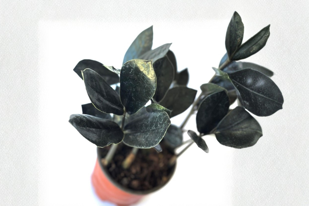 Black ZZ Plant Raven ZZ - Rooted Starter Plant, Low Light Indoor Houseplant