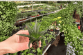 Haworthia herbacea Starter Plants (2) Bare Root — Live Succulents