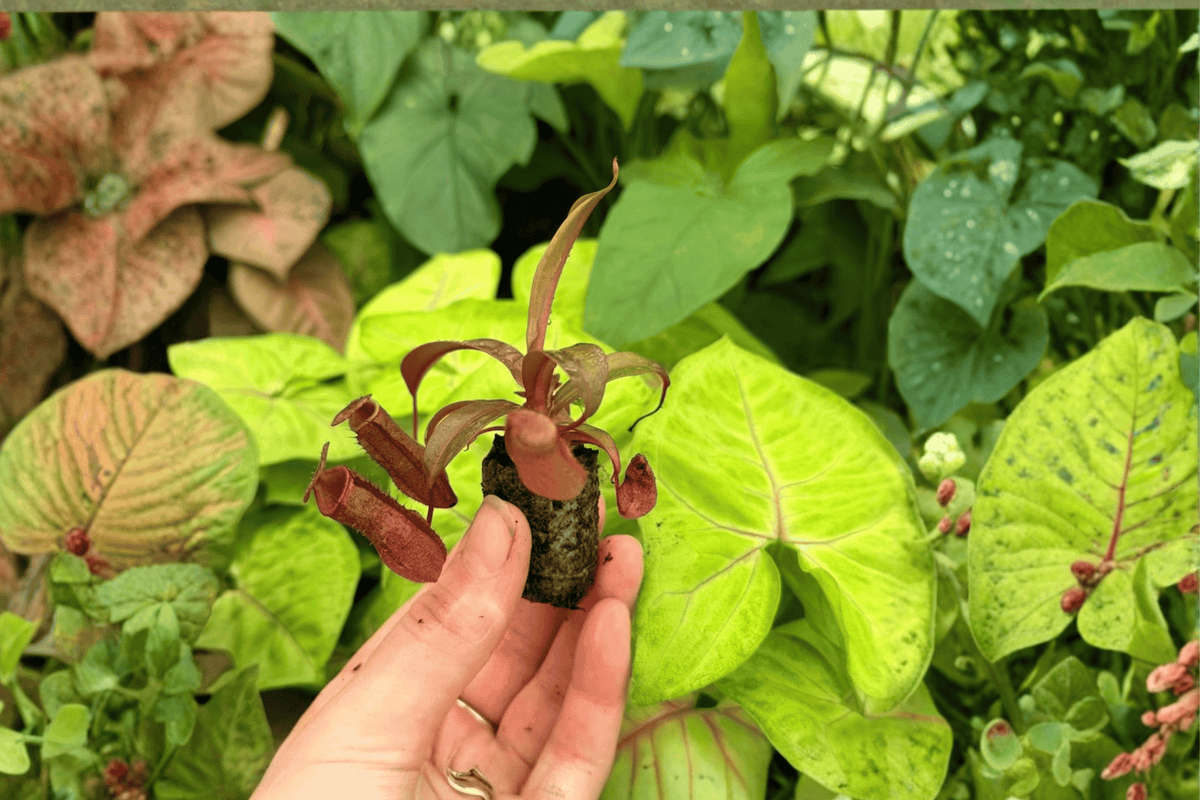 Nepenthes Rebecca Soper Tropical Pitcher Plant Starter Plants – 2 Live