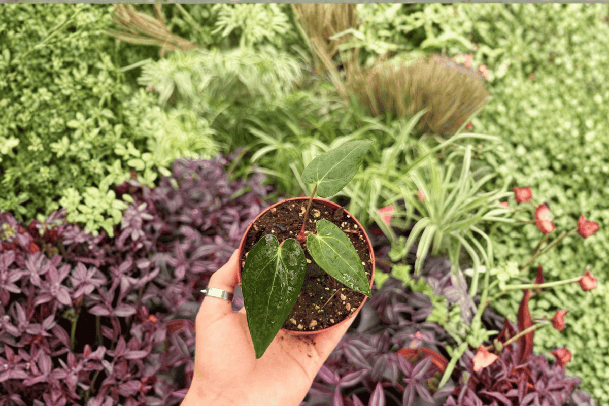 Anthurium FS x Blue Papi Live Plants – 2-Pack in 4” Pot (Indoor Tropical Foliage)