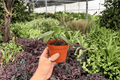 Peperomia Maculosa - 2 Live Plants in 4-Inch Pots | Exact Plants