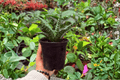 Sansevieria Hybrida Tiger – 2 Live Plants in 4-Inch Pots (Exact Plants Shown)