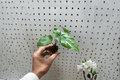 Alocasia 'Corazon' Starter Plants (2) Bare Root – Heart-Shaped Foliage