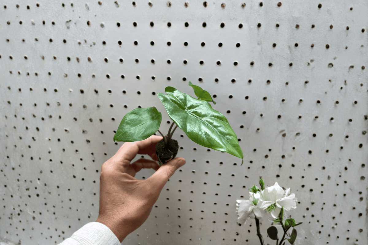 Alocasia 'Corazon' Starter Plants (2) Bare Root – Heart-Shaped Foliage
