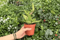 Hoya macrophylla Variegata - 2 Live Plants in 4" Pots (Hoya latifolia 'Variegata')