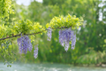 Purple Chinese Wisteria Wisteria sinensis Live Starter Plant