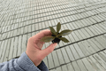 Thaumatophyllum linnaei (Philodendron linnaei) Starter Plants – 2 Bare Root