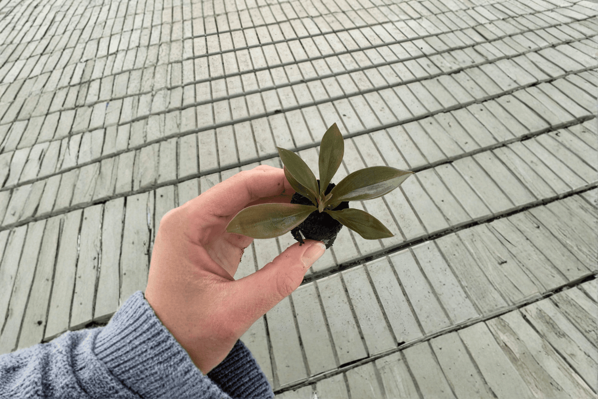 Thaumatophyllum linnaei (Philodendron linnaei) Starter Plants – 2 Bare Root