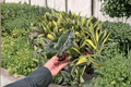 Alocasia Dragon’s Tooth Starter Plants (2) – Bare Root, 2-Inch Pot Size