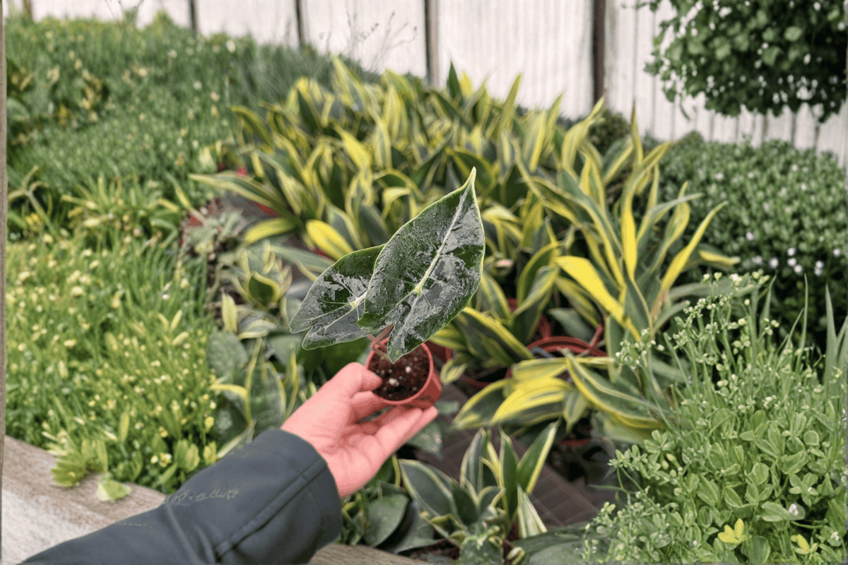 Alocasia Dragon’s Tooth Starter Plants (2) – Bare Root, 2-Inch Pot Size