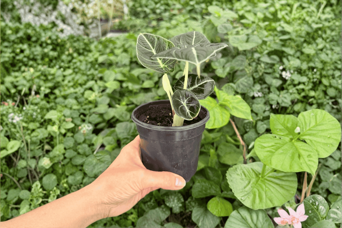 Alocasia Black Velvet 'Reginula' Live Plants — 2 Bare Root Starter Plants