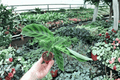Calathea Zebrina (Goeppertia zebrina) - 2 Live Starter Plants in 2-Inch Pots