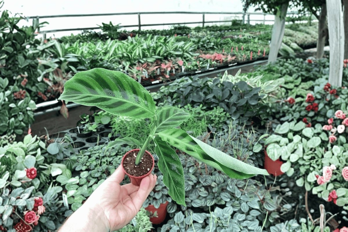 Calathea Zebrina (Goeppertia zebrina) - 2 Live Starter Plants in 2-Inch Pots